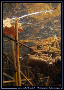 Toads having a good time in a small lake not far from hom... by Michel Lonfat 